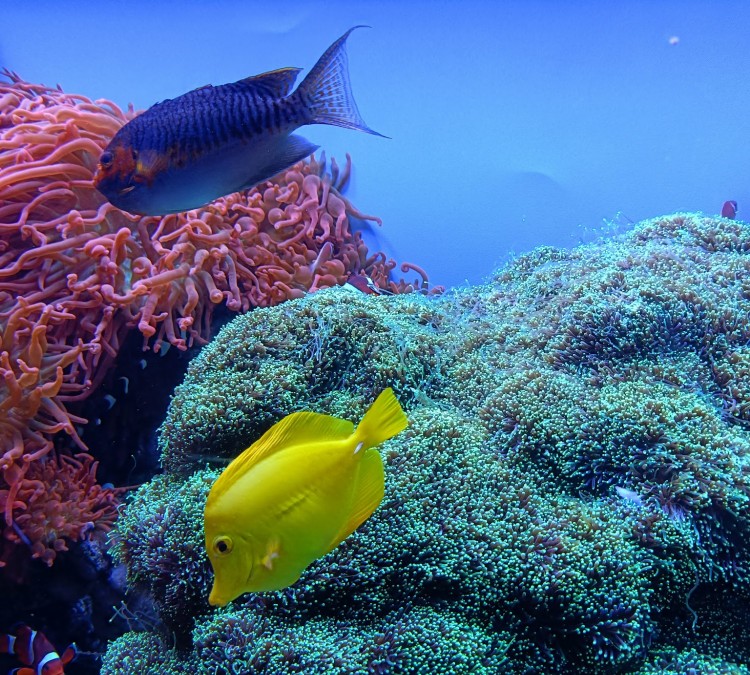 monterey-bay-aquarium-photo